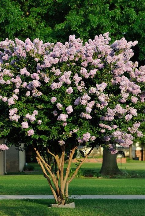 The symbolism behind the Pink Magic Lagerstroemia Indica: Love, beauty, and femininity